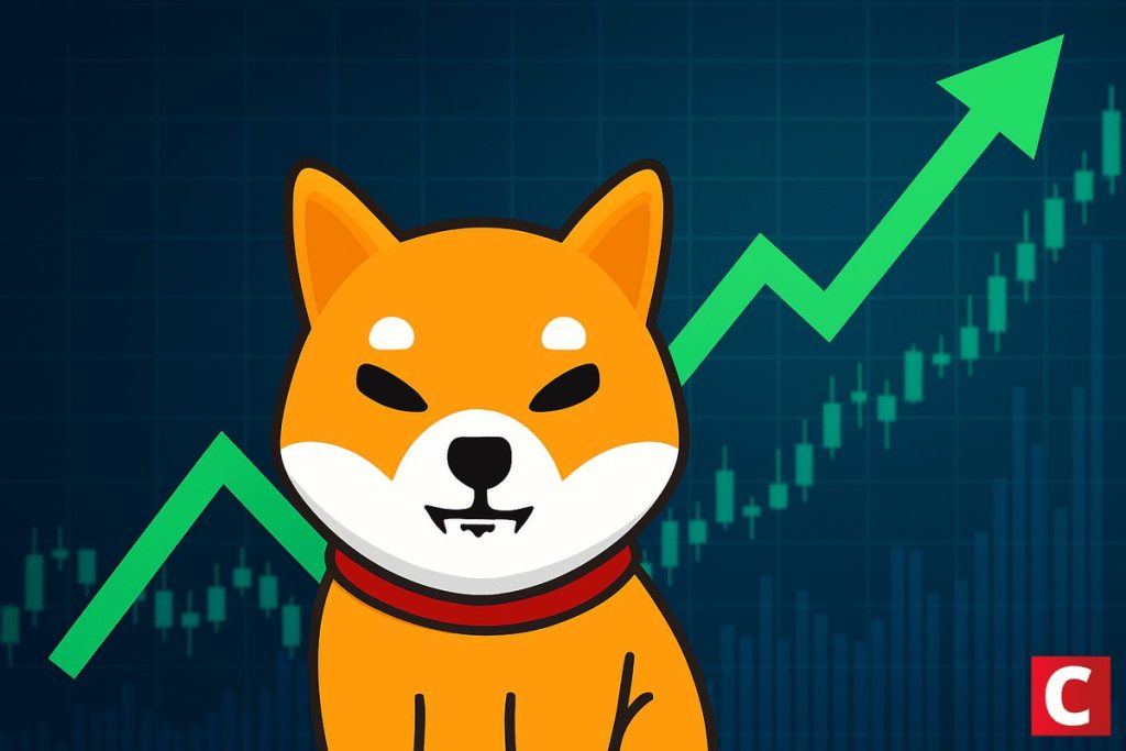 shiba inu em recuperação