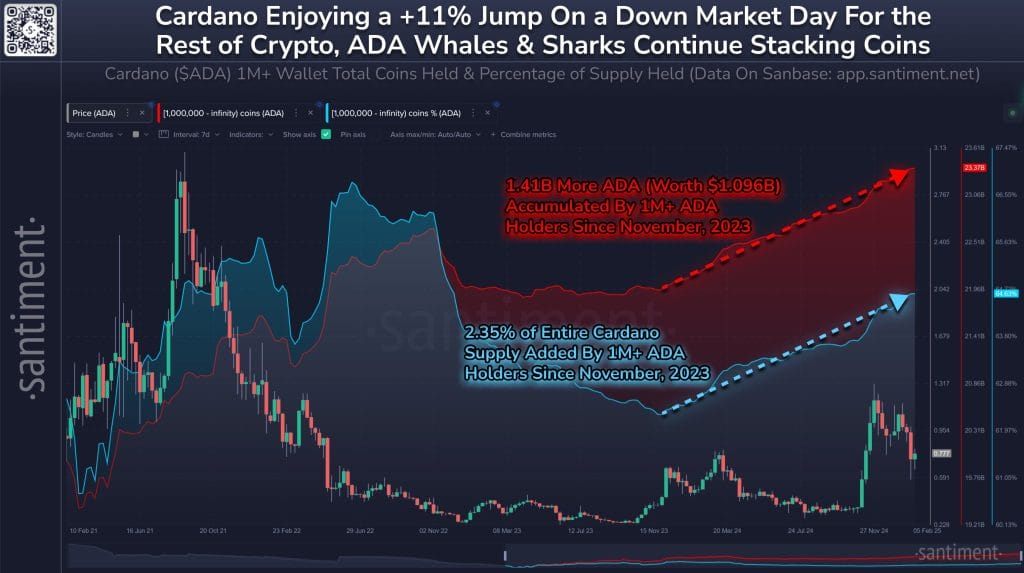 Whales blijven $ADA accumuleren