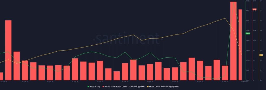 Whales en Cardano's MDIA