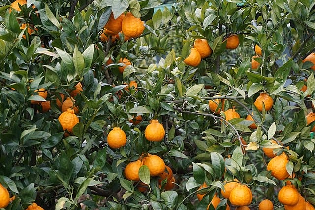 Hallabong growing on a tree.