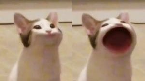 Popcat Meme Cat Images
