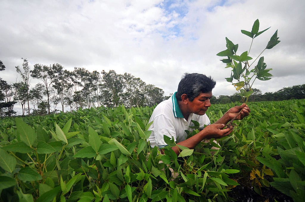 A Bolivian soybean farmer.