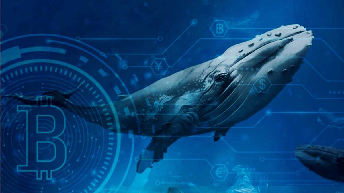 ballenas bitcoin