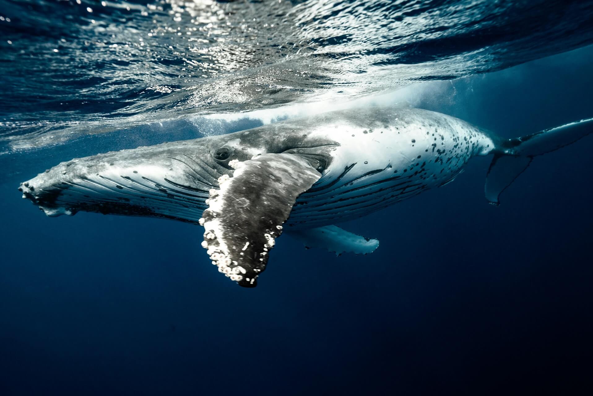 Whale Crypto