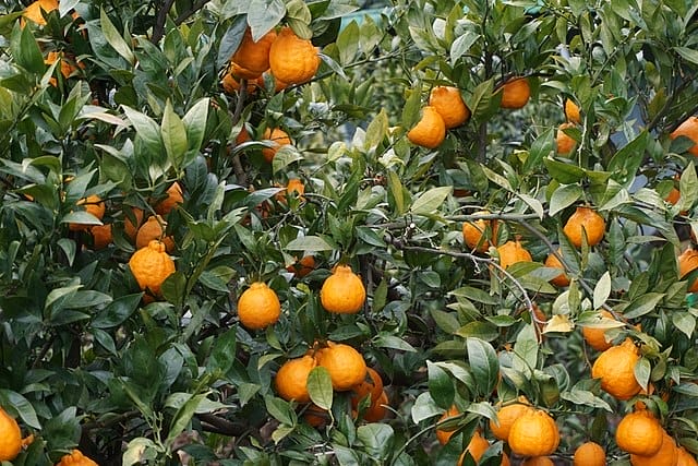 Hallabong บนต้นผลไม้ (ที่มา: แมตต์ คีฟเฟอร์ [CC BY-SA 2.0])