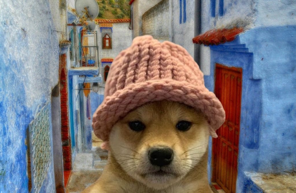dogwifhat koers